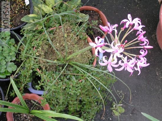 Nerine platypetala 1.JPG